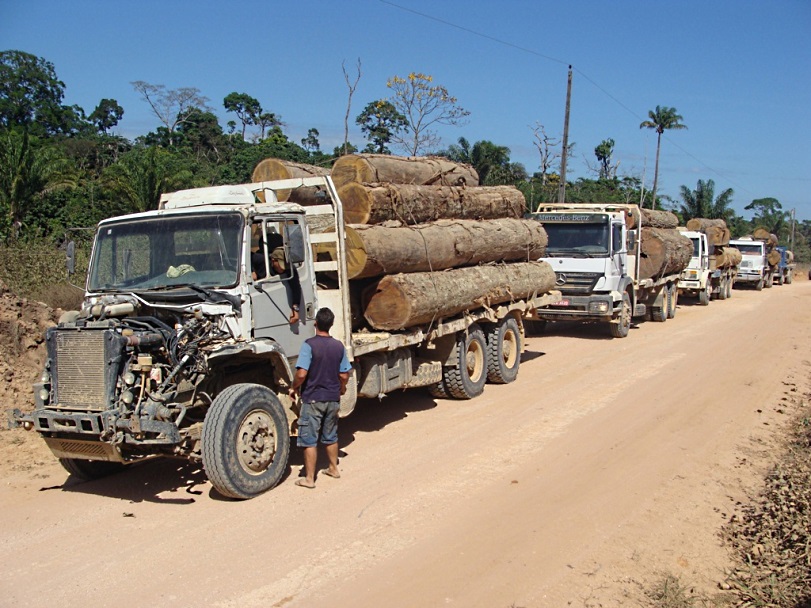 Ação do Ibama interrompe  ilegal de madeira na Flona Jamanxim no Pará. Foto: Nelson Feitosa/Ibama 