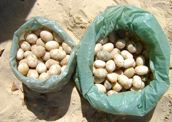 Roubo de ovos de tartaruga nas margens do rio Xingu, no município de Senador José Porfírio (PA) (Foto: Ana Monteiro - Sema (PA)/Divulgação)
