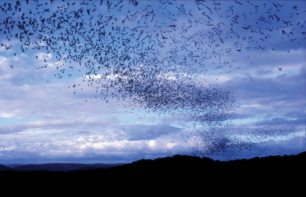A população de morcegos nos EUA está ameaçada por fungo e também pela turbinas eólicas (foto: divulgação)