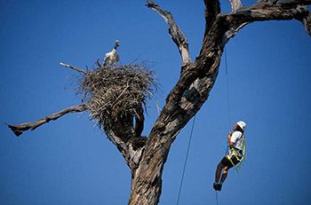 Daniel Instalando câmera remota a 20m de altura no Pantanal (foto: Joel Sartore)