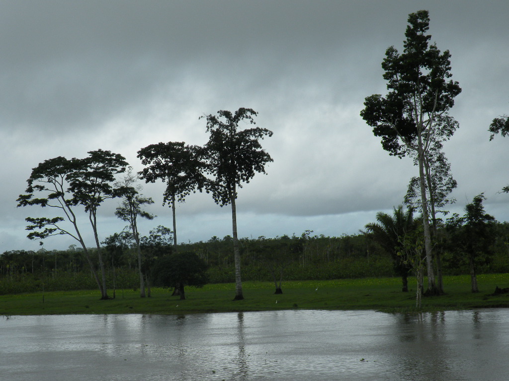 Região de Boa Vista do Ramos, Amazonas. (Crédito: Karina Miotto)