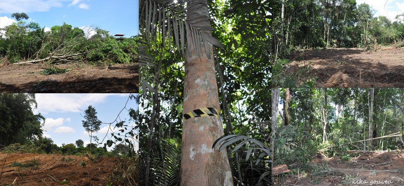 Imagem retrata o "antes e depois" do desmatamento causado pela empresa. (Crédito: Kika Gouvea) 