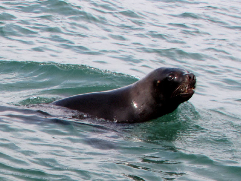 A orelha aparente nos leões-marinhos é uma das diferenças entre eles e as focas.