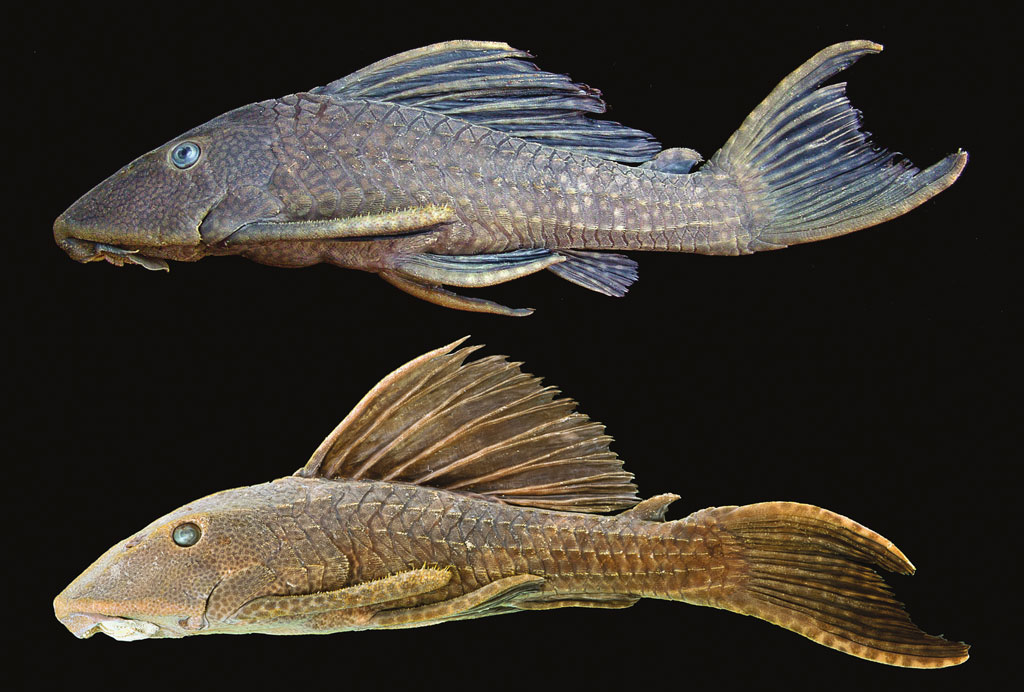 O Hypostomus delimai foi já havia sido encontrado em Tucuruí, mas só foi descrito agora, após ser coletado também no Rio Araguaia. Crédito: Neotropical Ichthyology