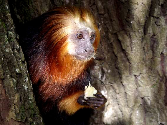 A pelagem mais escura em contraste com o tom mais claro na face é a principal diferença do mico-leão-da-cara-dourada do parente natural do Rio de Janeiro. Foto: Rodrigo Araújo