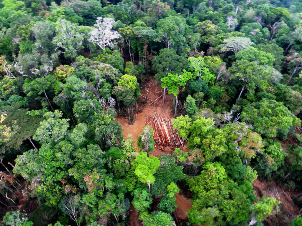 Operação da PF apreende madeiras nativas retiradas ilegalmente da Reserva Biológica do Gurupi, no Maranhão. Foto: Nelson Feitosa/Ascom Ibama/PA.