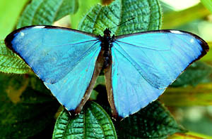 Borboleta azul (Morpho aega), conhecida também como “azulina” em Itaiópolis (SC)