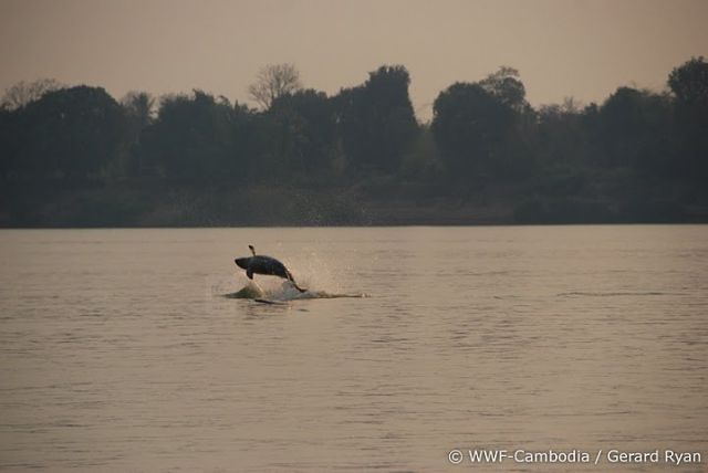 População reduzida: estima-se que apenas 85 golfinhos como esse ainda vivam no rio Mekong (foto: Gerard Ryan/WWF)