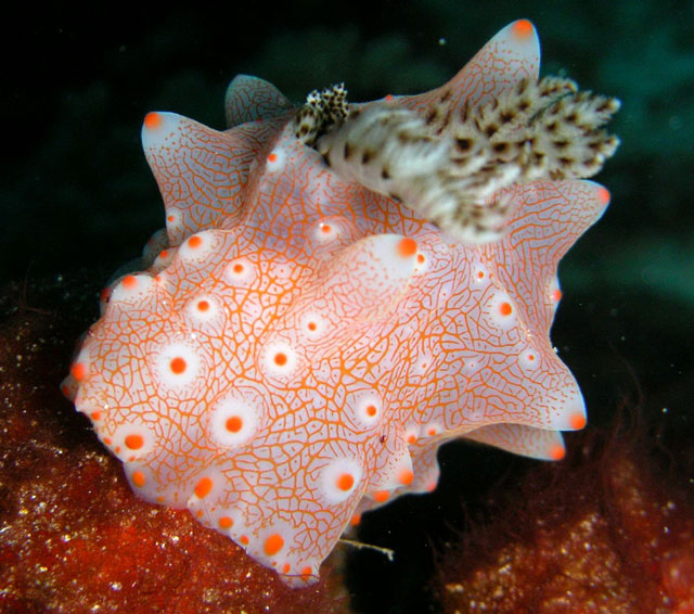 Halgerda batangas, espécie de lesma do mar, descoberta em 2000. Crédito: Steve Childs