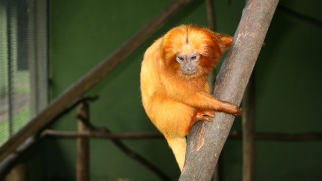 o incomodado mico-leão-dourado. Ele estava arriscado a tomar uma coça. Foto: Alcides Pissinatti