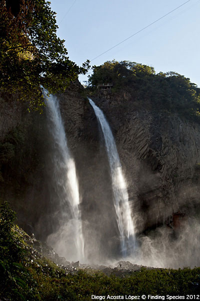 A cachoeira Véu da Noiva, de 40 metros de altura, nasce no Rio Chinchín, e fica a 11 quilômetros de Banhos. Crédito: Diego Acosta, Finding Species