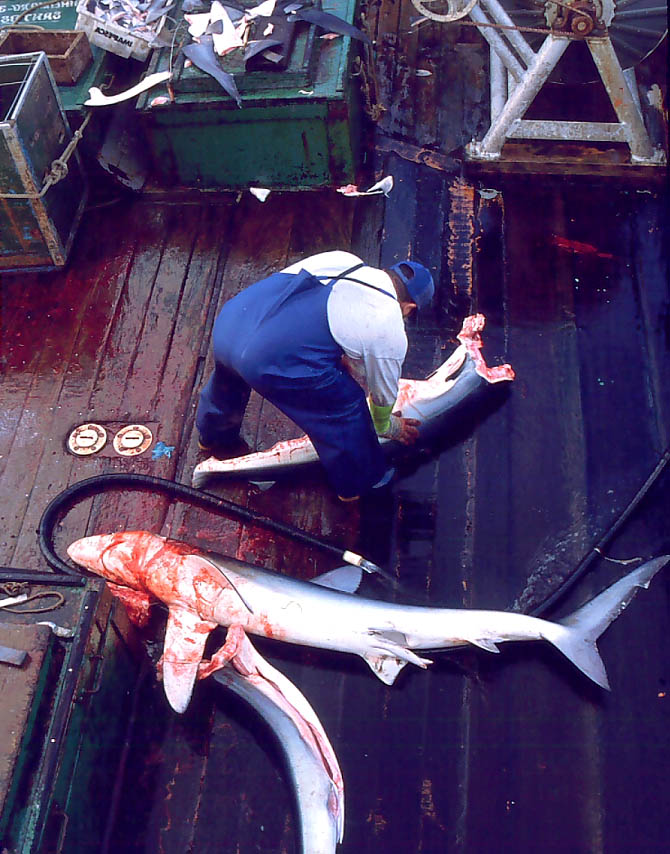 Tubarões azuis (Prionace glauca) sendo retalhados após capturados por um espinheleiro operando fora de Santa Catarina. A pilha de barbatanas (atrás) será preparada para secagem.