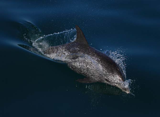 Golfinho-pintado-do-atlântico. (Foto: Fabio Olmos)