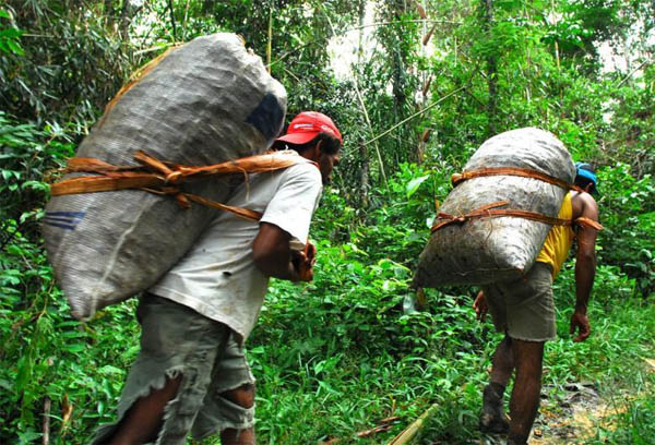 Trabalhadores carregando castanhas. Legenda: A exploração de castanha do Pará em reservas extrativistas, tão importante na Amazônia, não foi considerada sustentável. (Foto: Gleilson Miranda/Secom)