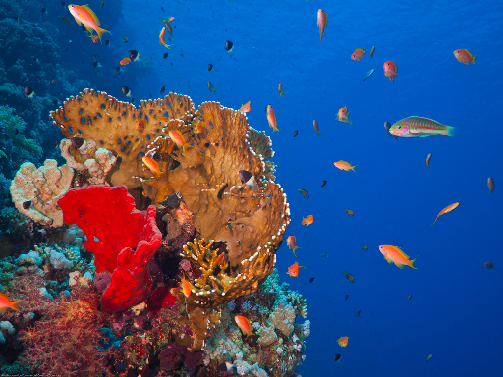Um cardume de hawkfish passeia entre os ramos do coral-de-fogo. Certas de espécies de camarão e peixe se refugiam no coral, imunes ao seu veneno. Foto: Eric Burgers /Flickr