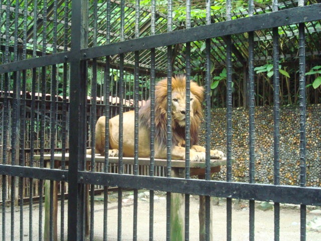 Animais sairão dos zoológicos, mas para sobreviver deverão permanecer em outro tipo de cativeiro. Foto: Wikimédia.