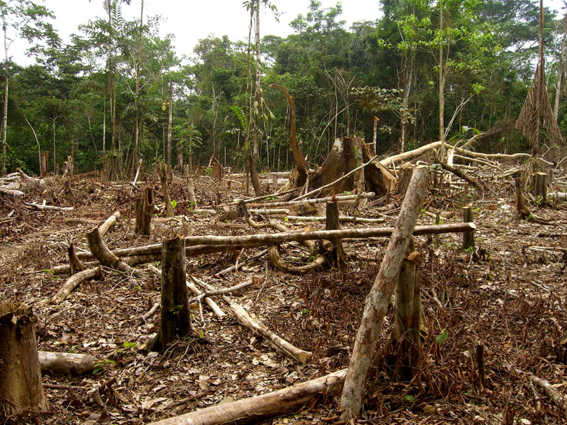 Floresta derrubada no departamento de Loreto. Foto: Matt Zimmerman/Flickr