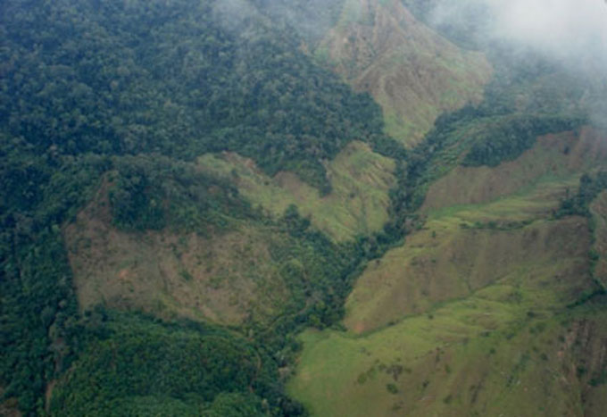 Desmatamento para pecuária na Alta Amazônia do Peru, sem gado, mostrando forte erosão do solo. Fotos: Marc Dourojeanni
