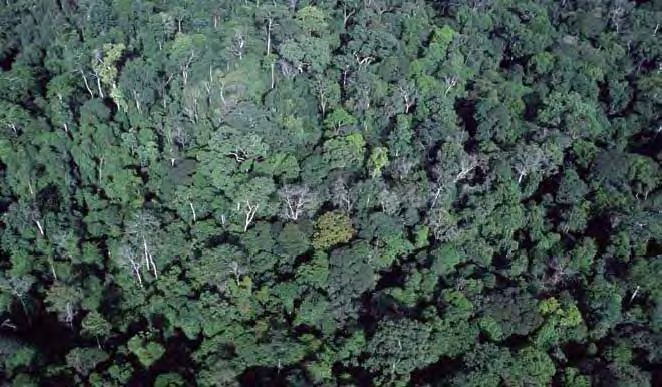 Parece Amazônia, mas é parte da floresta tropical no Gabão (África). Foto: Martin Harvey / WWF