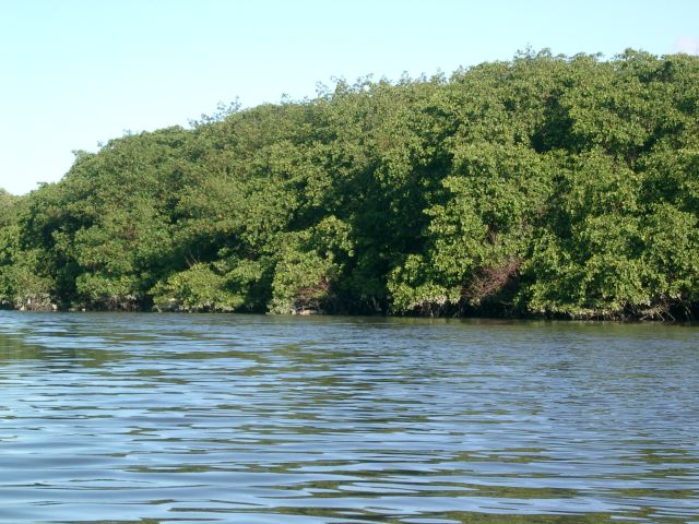 Mangue do rio Pina: apesar da poluição por metais pesados, local de moradia de pássaros e espécies marinhas (foto:Hélida Philippini)