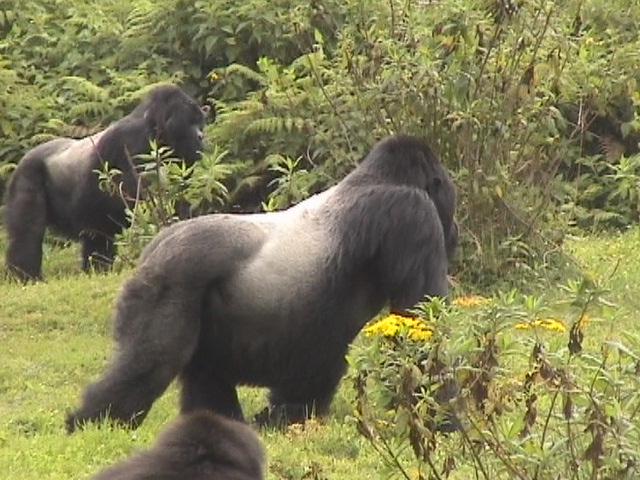 Gorilas da montanha em zona protegida de Ruanda (foto Ian Redmond/http://www.yog2009.org)