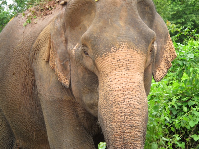 Elefante Asiático, espécie cuja existência selvagem está seriamente ameaçada. Nesta foto, o registro de um indivíduo domesticado, utilizado para transportar turistas para as partes altas do parque de Xe Pian