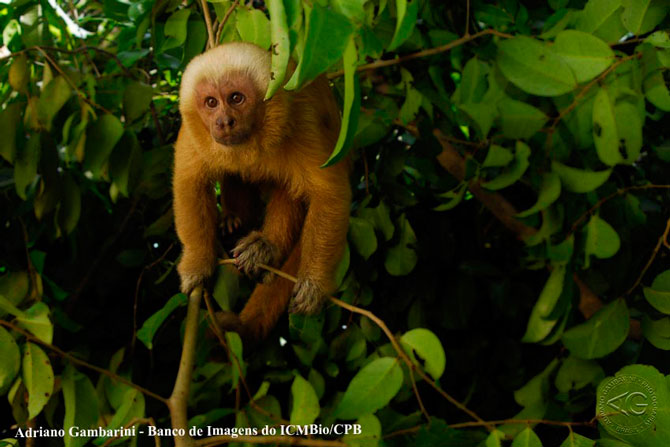 A redescoberta do macaco-prego-galego é uma das histórias de sucesso do Centro de Pesquisas em Primatas. Foto: Adriano Gambarini