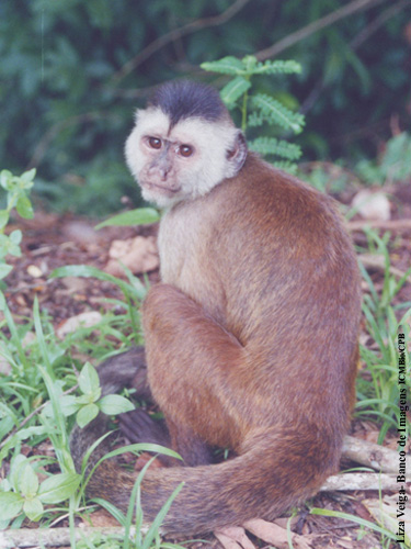 Desde 2005, o CPB estuda o Caiarara (Cebus kaapori), “um primata muito sensível a perturbação do meio ambiente, prejudicado até pelo corte seletivo de árvores”. Foto: Liza Veiga - Banco de Imagens CPB/ICMBio 