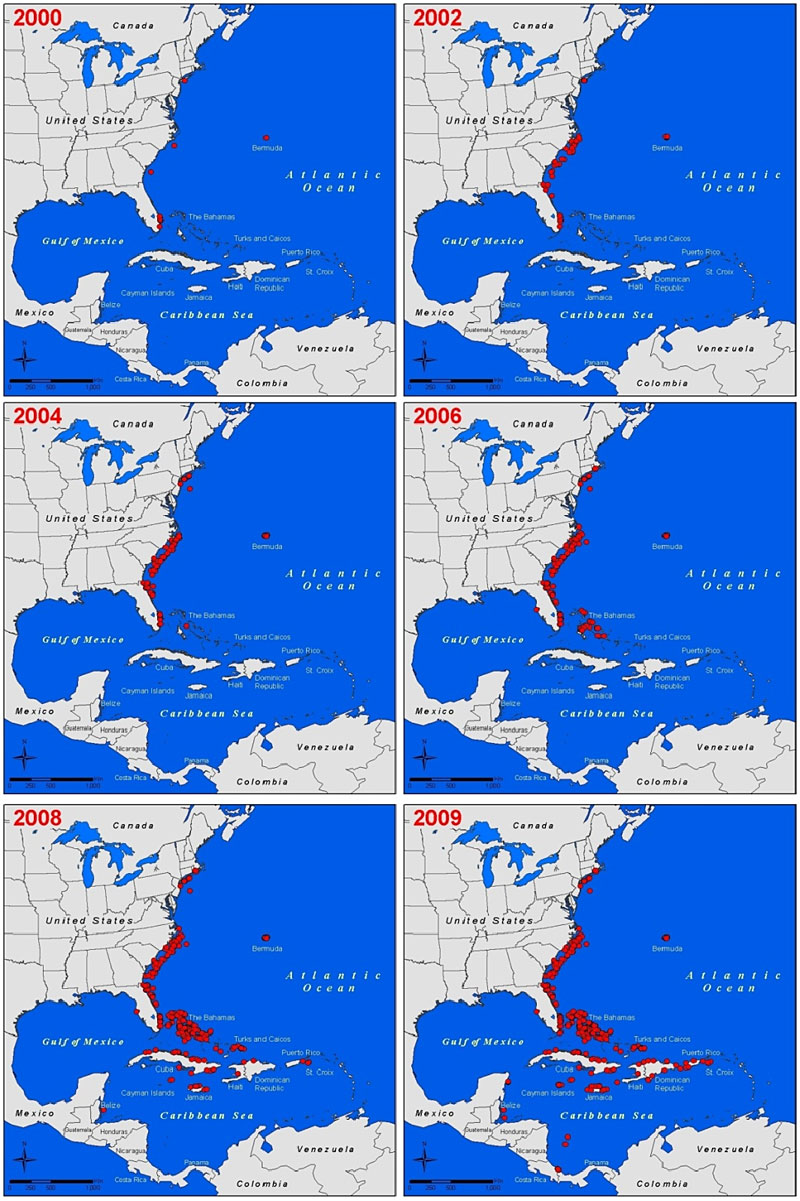 Mapas fazem a cronologia dos primeiros registros do peixe-leão na América do Norte e, depois, na América Central | Clique para ampliar