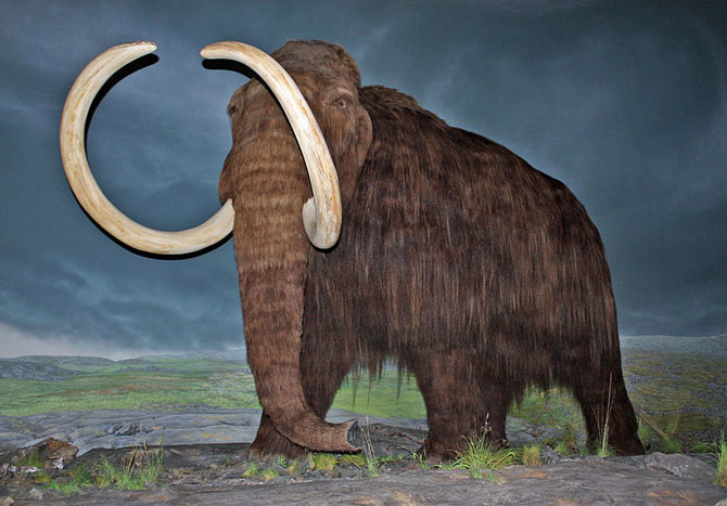 Ilustração do mamute-lanoso (Mammuthus primigenius) exposta no Royal British Columbia Museum, no Canadá