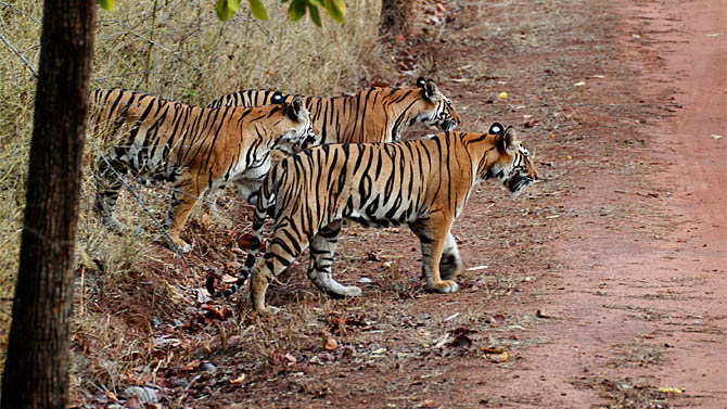 População de tigres na Índia aumentou. Uma das poucas boas notícias de 2011. Foto: Brian Gratwicke