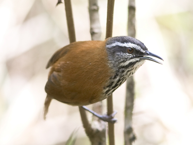 Corruíra-inca (Pheugopedius eisenmanni), ave endêmica do Peru e símbolo da competição. Foto: Niels Poul Dreyer.