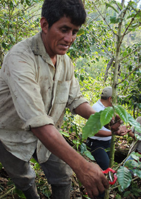 Outro café. Segundo Guevara, corta uma planta de café, de acordo com o “pacote técnico” da Conservação Internacional. Cuida a floresta e mantém sua família. Crédito: © Foto por CI/Carmen Noriega