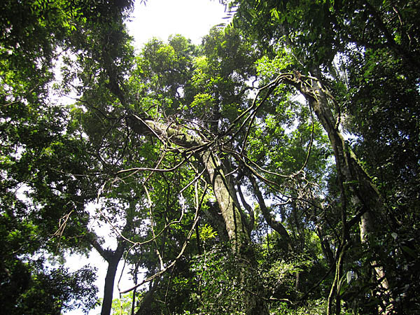 A riqueza das árvores da Floresta da Tijuca, combinação de áreas regeneradas e reflorestadas. (Foto: Duda Menegassi)