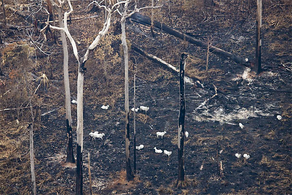 Boiada em floresta queimada na Amazônia: segundo o BID seria preciso pagar pelo que os produtores deixariam de ganhar para interromper derrubadas (Foto: Daniel Beltra/Greenpeace)