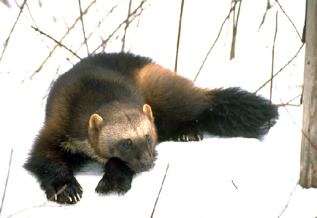 foto: Gerald and Buff Corsi / California Academy of Science