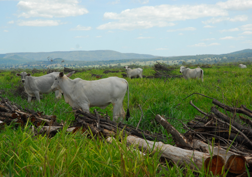 Integração lavoura-pecuária, um dos métodos de produção sustentável (foto: divulgação Embrapa)