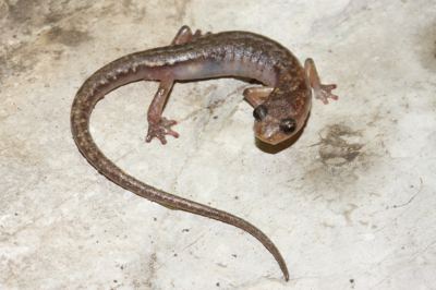 No México: Salamandra de caverna Chiropterotriton mosaueri, vista pela última vez em 1941. ©Sean Rovit