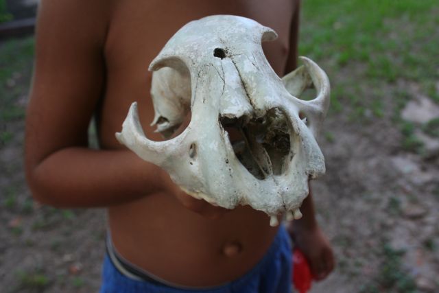 Morador da reserva extrativista segura o crânio de uma onça (foto: Elildo Carvalho Júnior)