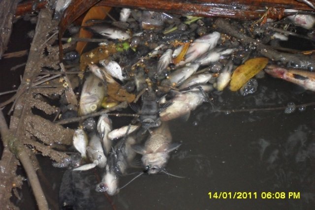Foto tirada pelo líder comunitário de Santana mostra peixes mortos no igarapé no começo deste ano