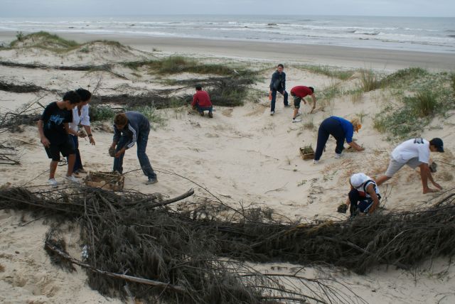 Voluntários plantando mudas nas dunas (foto:PM Osório)