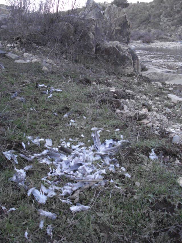 Pássaro morto por gato doméstico. Controle é essencial para conservação local (foto: Pedro da Cunha e Menezes)