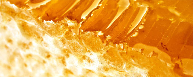 Produção de mel, além de gerar renda, pode ser uma boa aliada no combate ao desmatamento. Foto: Waleed Alzuhair