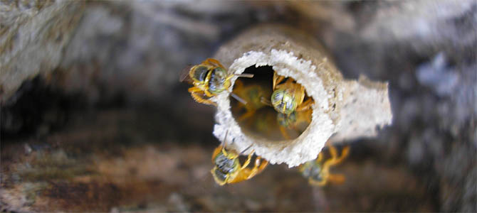 Abelha mirim, uma subfamília das abelhas sem ferrão -- meliponíneas -- produz mel considerado nobre e que pode custar 5 vezes mais caro do que o das primas, as africanizadas com ferrão. foto: Jardineiro.net (Raquel e Ives)