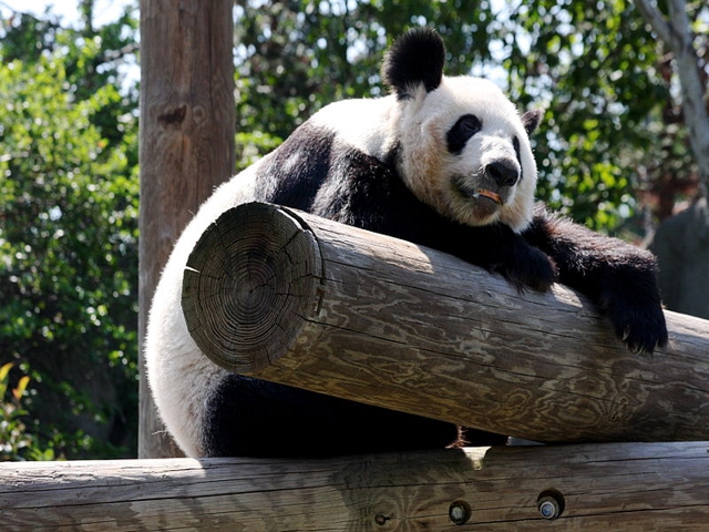 Panda gigante do Zoológico de Memphis - de lá que sairão parte dos bambus que alimentarão os novos moradores do Zoo de Toronto. Foto: wikimedia