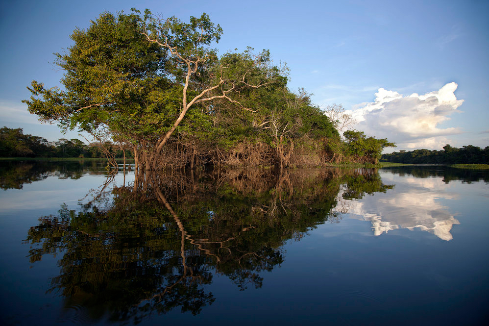 Reserva Mamirauá, áreas úmidas são essenciais para o ciclo da água. Foto: Enrico Marone.