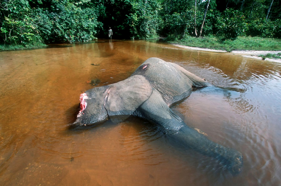Mais de 10 mil elefantes foram mortos  por caçadores ilegais  no Gabão, desde 2004. Foto: Martin Harvey / WWF-Canon.
