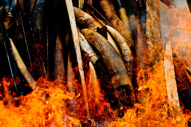 Marfins apreendidos são incinerados para evitar que cheguem ao mercado ilegal. Foto: James Morgan/ WWF-Canon.