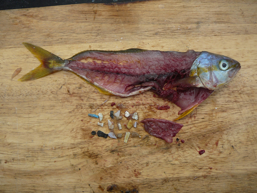 Peixe e plásticos retirados de seu estômago. Foto: Divulgação