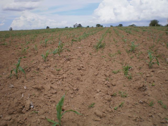 Com falta de chuvas, o milho não está nascendo no Rio Grande do Sul. Prejuízos podem chegar a 100 milhões de reais (foto: Ezequiel Ávila da Silva)